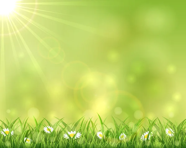 Sonniger Hintergrund mit Gras und Blumen — Stockvektor