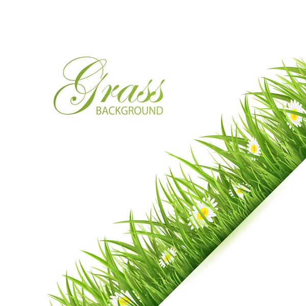 Grass background — Stock Vector