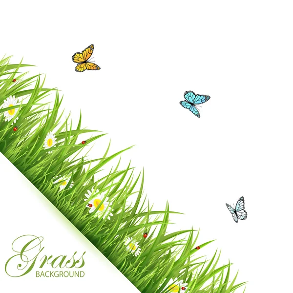 Background with grass and butterflies — Stock Vector