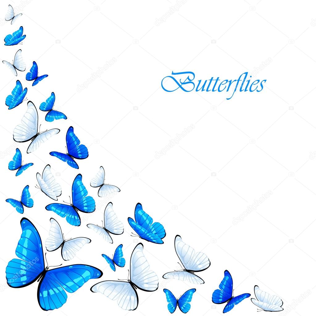 Blue and white butterflies