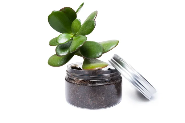 Transparent plastic jar as plant pot with dirt or soil — Stock Photo, Image