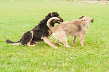 İki sevimli köpek çim parkta oynamak