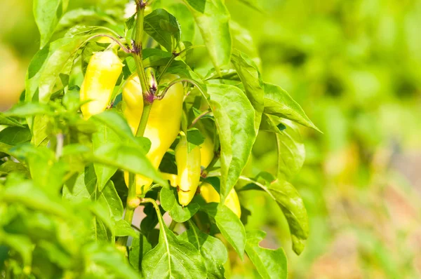 Close-up of bio yellow pepper in sun light — Stock Photo, Image