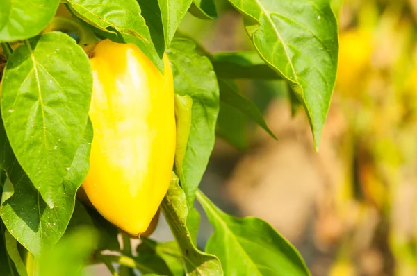 Organic bio yellow pepper ripen in the sun — Stock Photo, Image