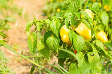 Biyo tarım kavram olarak dışında organik sarı biber