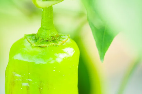 Close-up of one green chili as eco faming concept — Stock Photo, Image