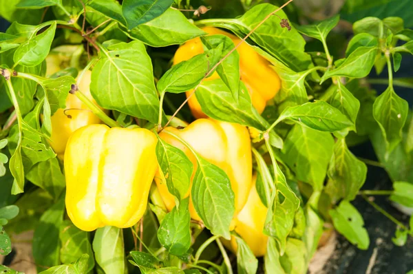 Close-up of yellow peppers growing  in sunlight — Stock Photo, Image
