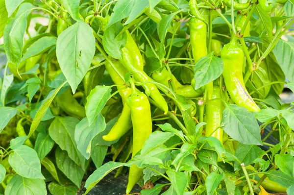 Green chilies growing in eco farming greenhouse — Stock Photo, Image