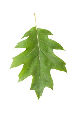 Yeşil Meşe yaprağı
