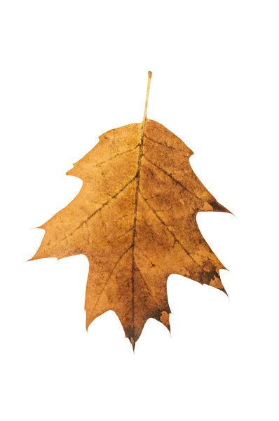 Rusty brown oak leaf — Stock Photo, Image