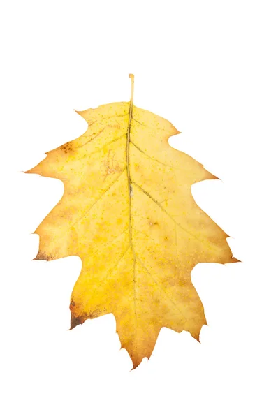 Yellow autumn oak leaf — Stock Photo, Image
