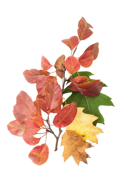 Autumn leaves and one twig — Stock Photo, Image