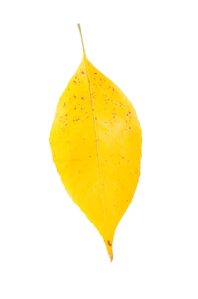 Hoja amarilla de otoño —  Fotos de Stock