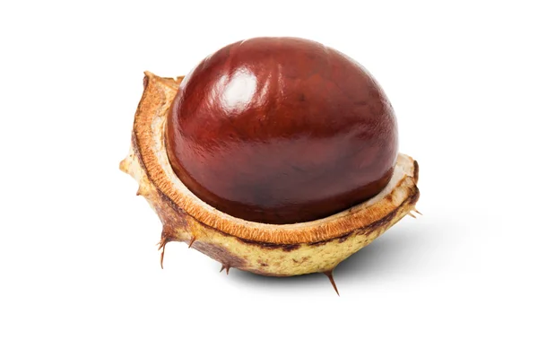 One perfect horse chestnut — Stock Photo, Image