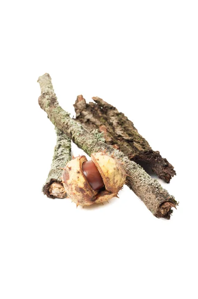 Tree stick with moss rind and horse chestnut — Stock Photo, Image