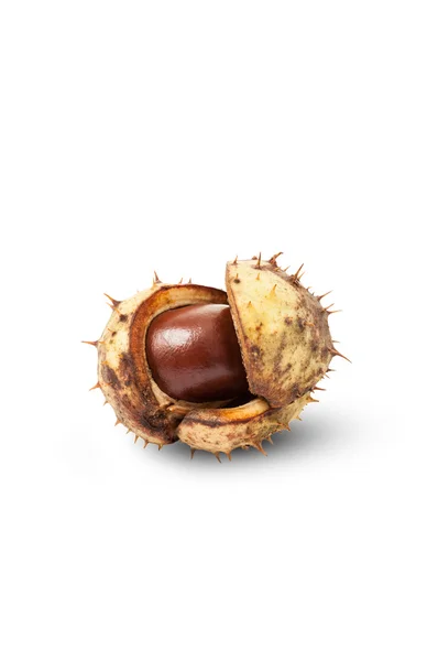 Horse chestnut on craked shell — Stock Photo, Image