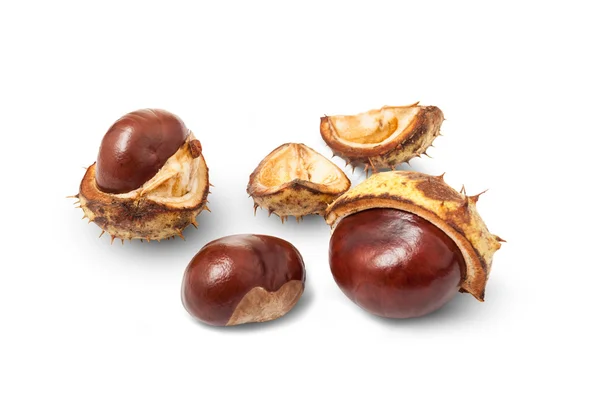 Fall horse chestnuts — Stock Photo, Image