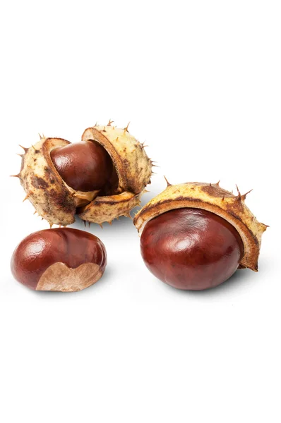 Autumn horse chestnuts — Stock Photo, Image