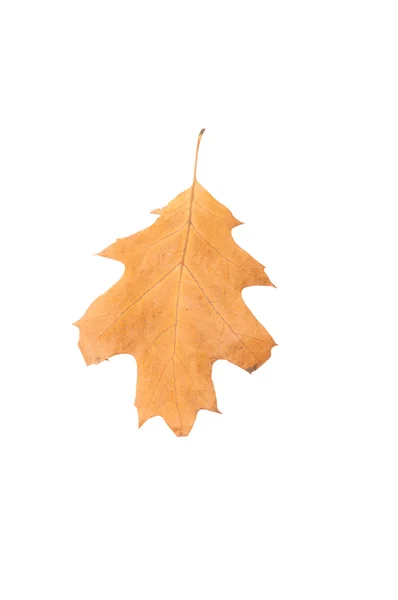 One oak dry leaf — Stock Photo, Image