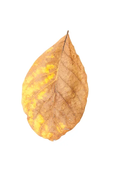 Dry autumn leaf — Stock Photo, Image