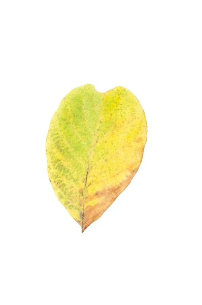 One autumn leaf — Stock Photo, Image