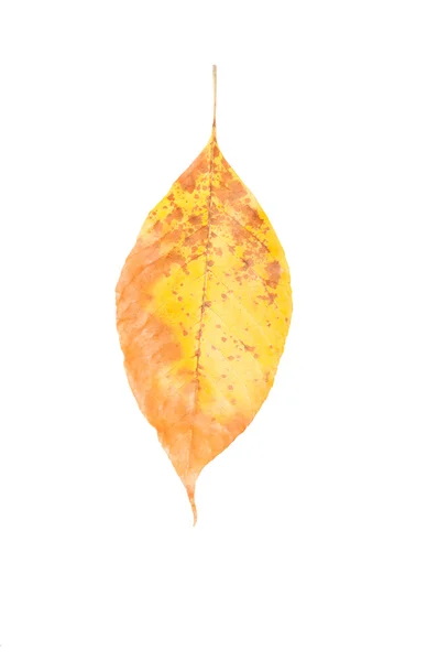 Hoja de otoño marrón y amarillo — Foto de Stock