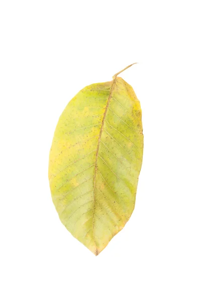 Green and yellow autumn leaf — Stock Photo, Image