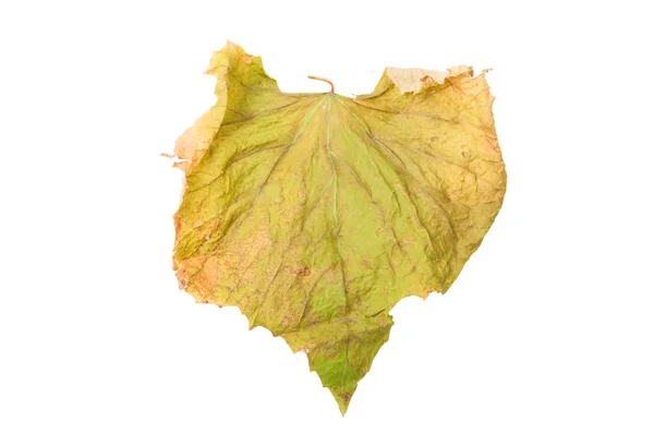 Big autumn leaf — Stock Photo, Image