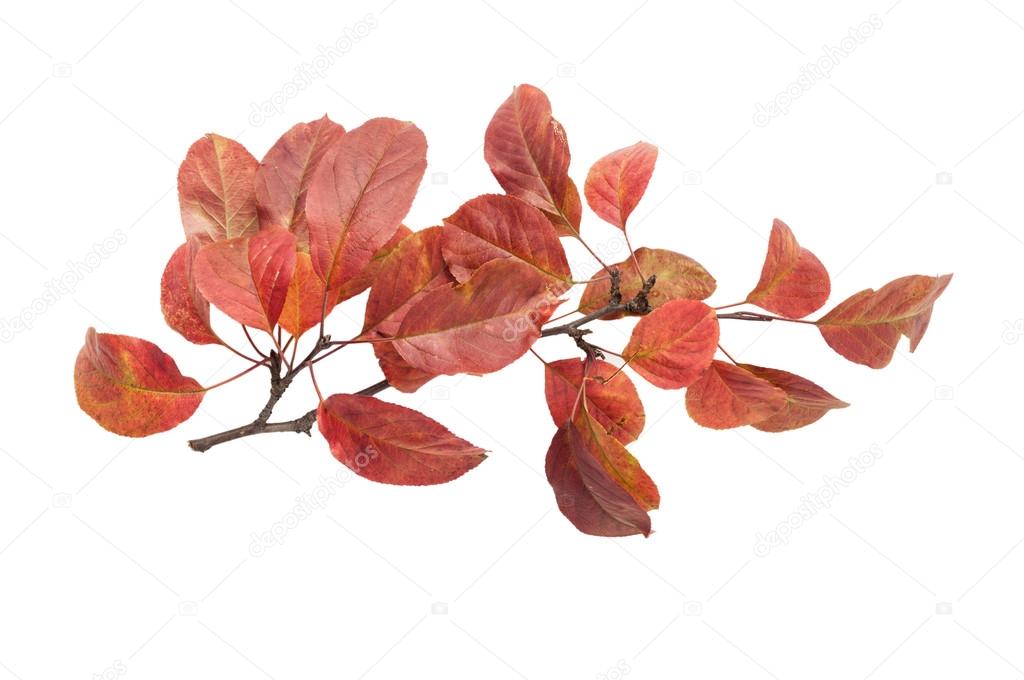 Autumn twig with red leaves