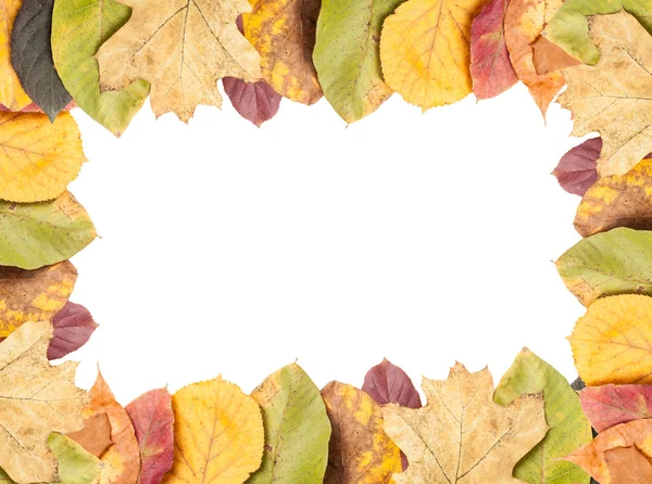 Marco de hojas de otoño completo —  Fotos de Stock