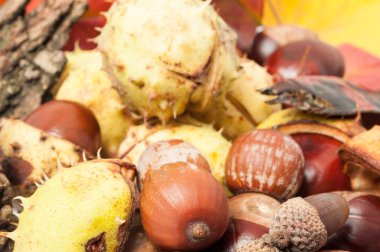 Tam kare sonbahar süslemeleri