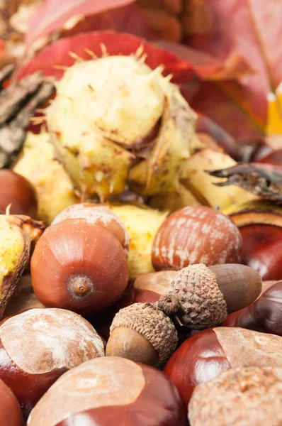 Sonbahar meşe palamudu ve At kestanesi güzel closeup