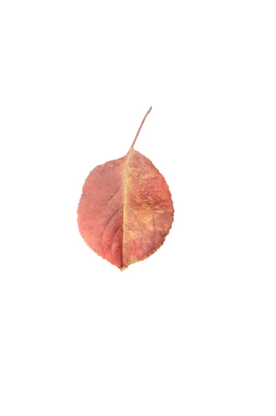 One single autumn or fall red leaf — Stock Photo, Image