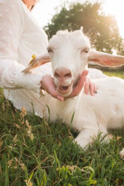 Çiftlikteki komik keçi