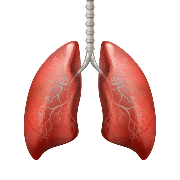人类肺图解 — 图库矢量图片