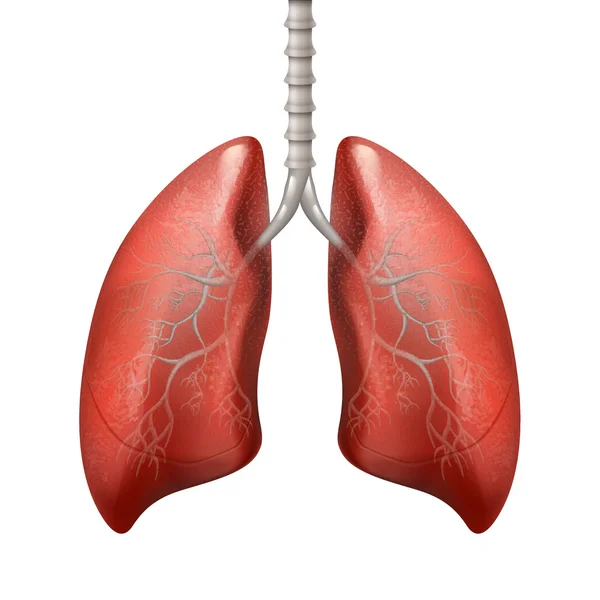 Obrázek lidských plic — Stockový vektor