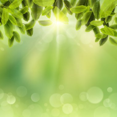 doğal arka plan bulanık