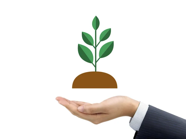 Businessman's hand holding plant isolated on white — Stock Photo, Image
