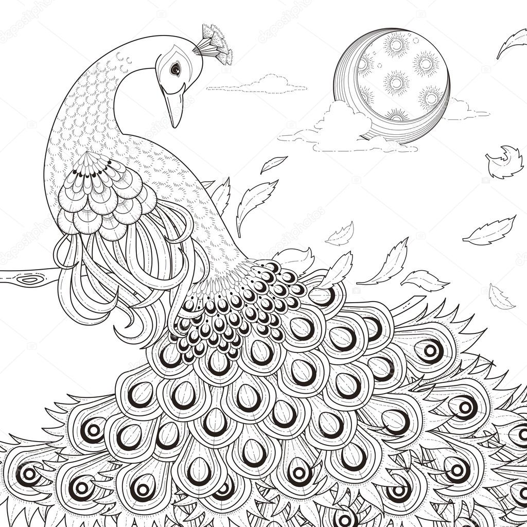 graceful peacock coloring page