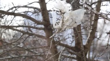 Bir parça plastik torba bir dala asılı ve rüzgarda sallanıyor.