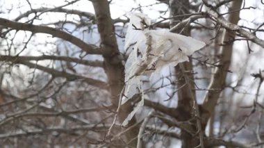 Bir parça plastik torba bir dala asılı ve rüzgarda sallanıyor.