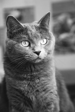 Büyük bıyıklı gri Nibelung oturur ve kameraya bakar.