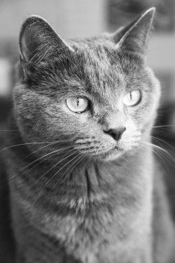 Büyük bıyıklı gri Nibelung oturur ve kameraya bakar.