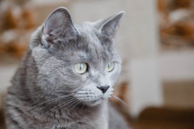 Büyük bıyıklı gri Nibelung oturur ve kameraya bakar.