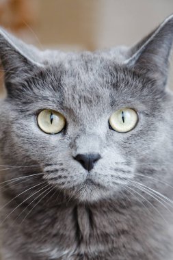 Büyük bıyıklı gri Nibelung oturur ve kameraya bakar.