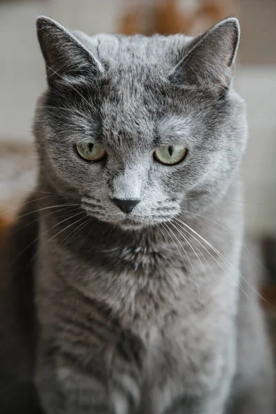 Grijze Nibelung Met Een Grote Snor Zit Staart Naar Camera — Stockfoto