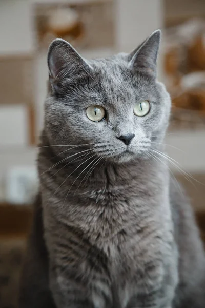 Grijze Nibelung Met Een Grote Snor Zit Staart Naar Camera — Stockfoto