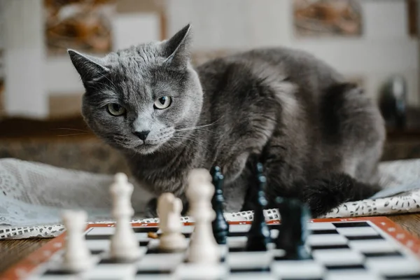 Gray cat plays chess and is angry that he is losing. Chess with a business cat