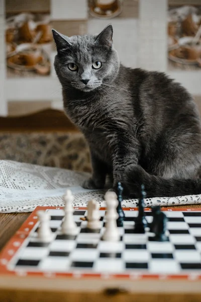 Graue Katze Spielt Schach Und Ist Wütend Dass Verliert Schach — Stockfoto