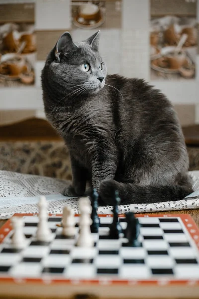 The gray cat plays chess with white pieces and is angry that he is losing. Chess with a business cat.